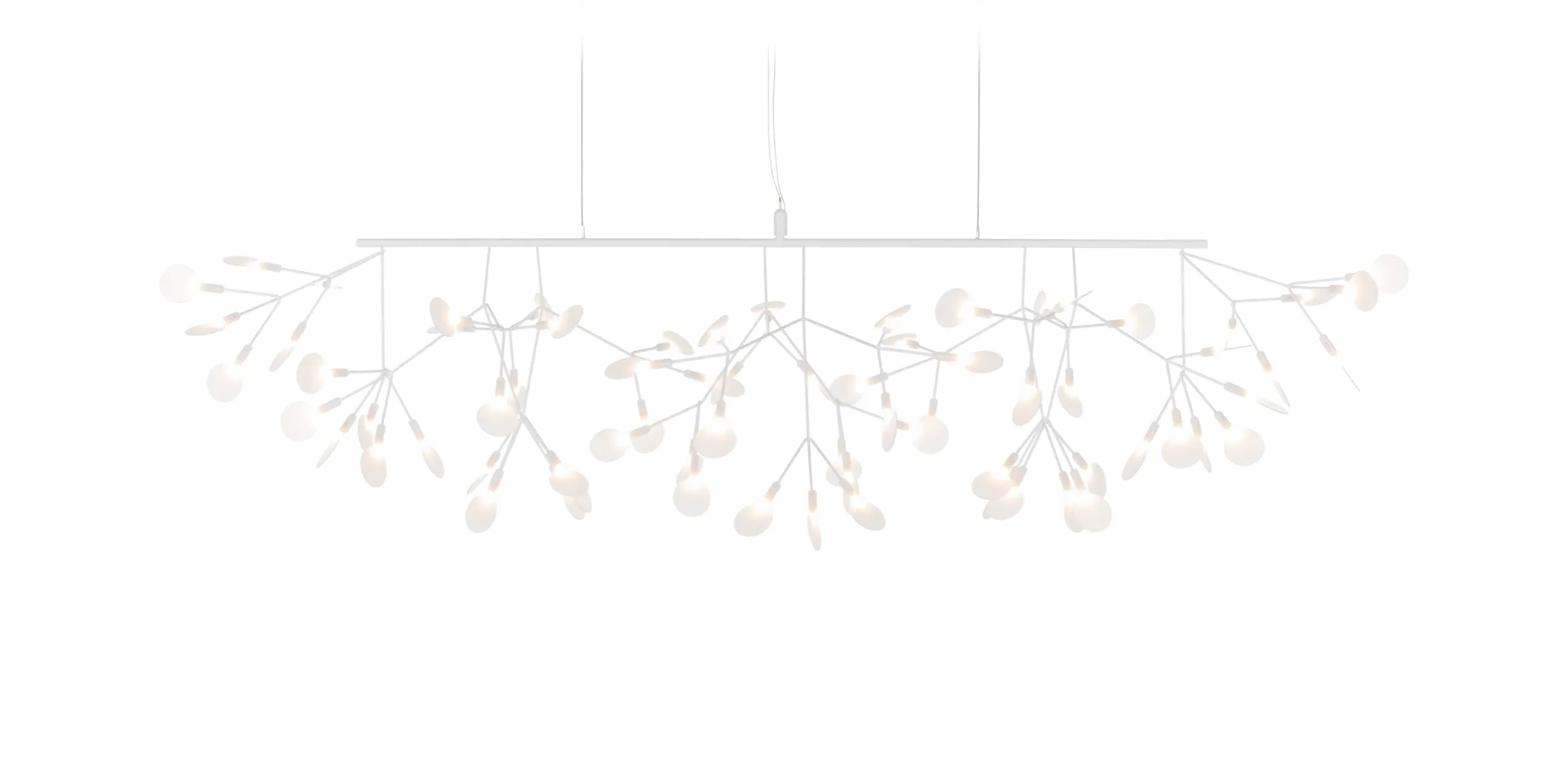 Heracleum (4)