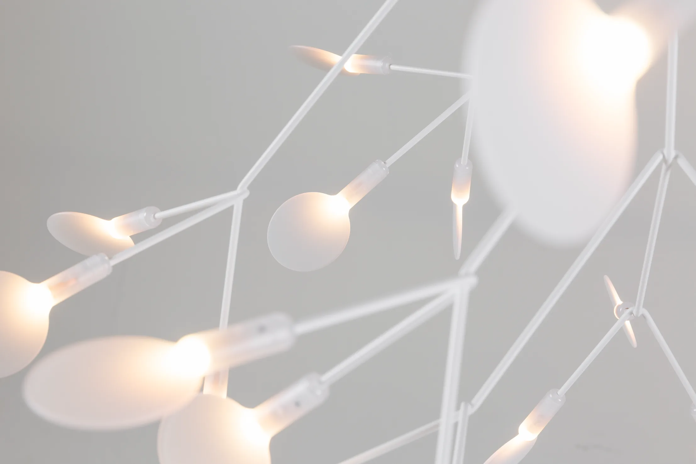 Heracleum (3)
